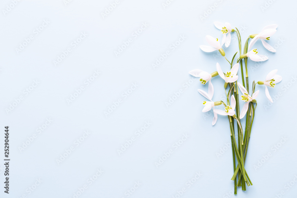 Fresh snowdrops on blue background with place for text. Spring greeting card. Mother day. Flat lay.