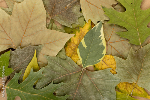 Flat Dried Leaves or Forest Floor in Camouflage Colors