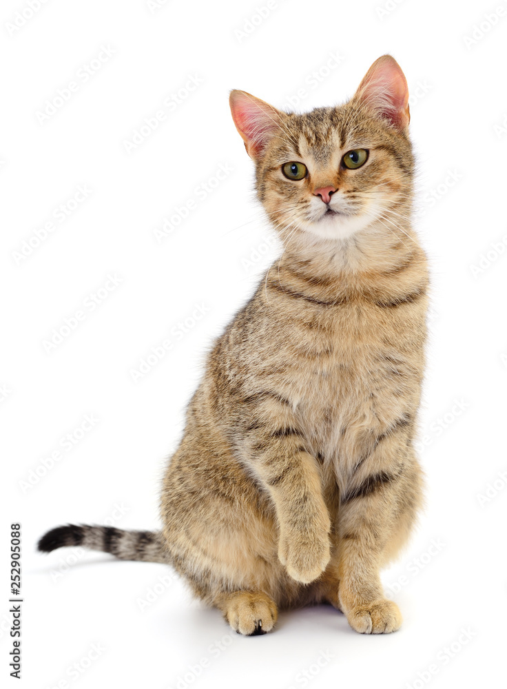 Obraz premium Kitten on white background.