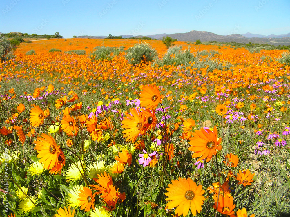 Flowering desert: Flowers in the Namaqualand desert in South Africa 