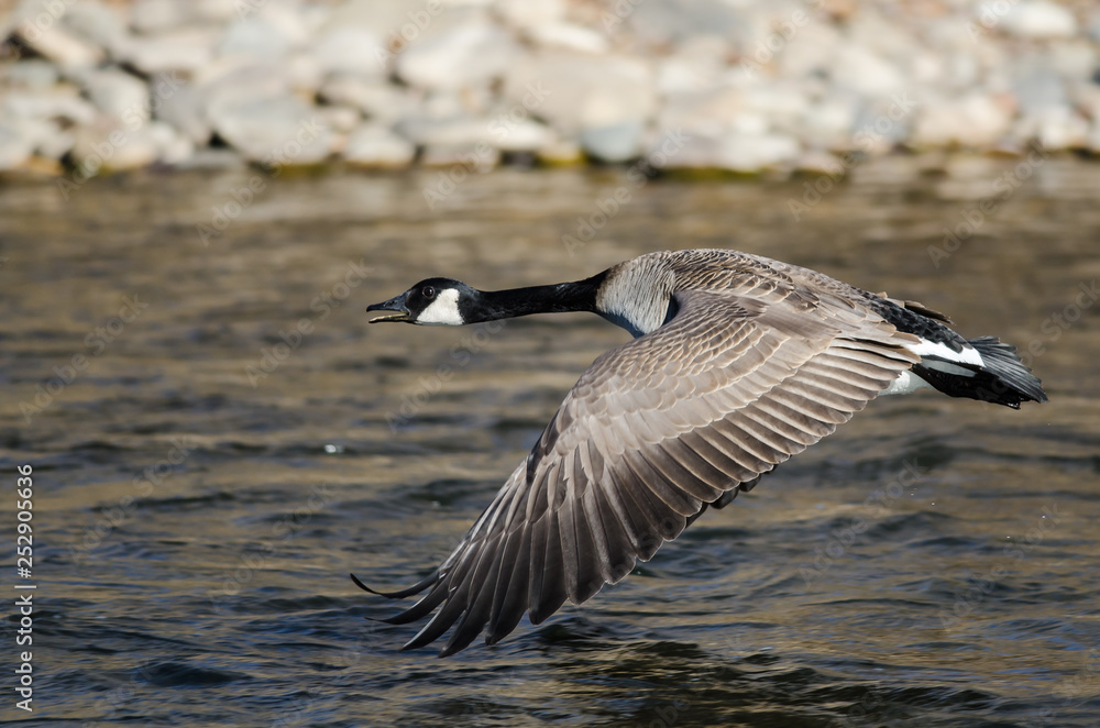 Canada Goose Taking to Flight from the River Water Canada Goose Taking to Flight from the River Water