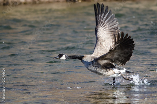 Canada Goose Taking to Flight from the River Water