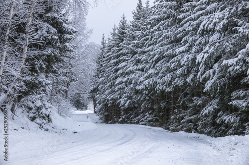 Snowy forest road. Fir tree...