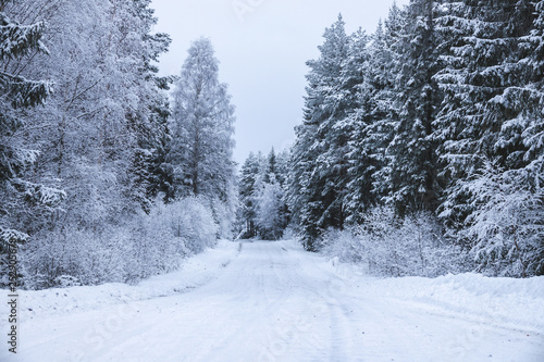 Snowy forest road. Fir tree...