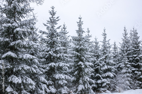 Snowy forest. Fir trees in winter landscape with thick snow.