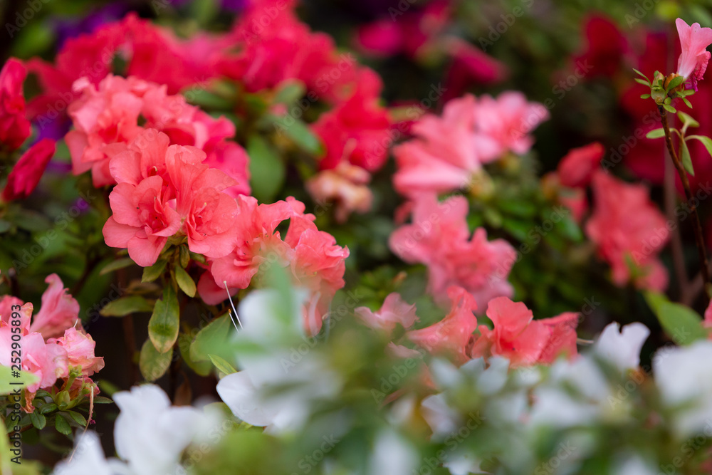 Azalea (Rhododendron) flowers. Spring landscape. Beautiful fresh bouquet of flowers. Botanical garden. Summer mood. Azalea (Rhododendron) flowers. Spring landscape. Beautiful fresh bouquet of flowers. Botanical garden. Summer mood.