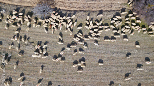 Flock of sheep in the field