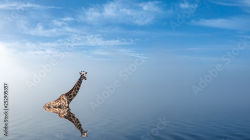 Giraffe taking a bath in la...