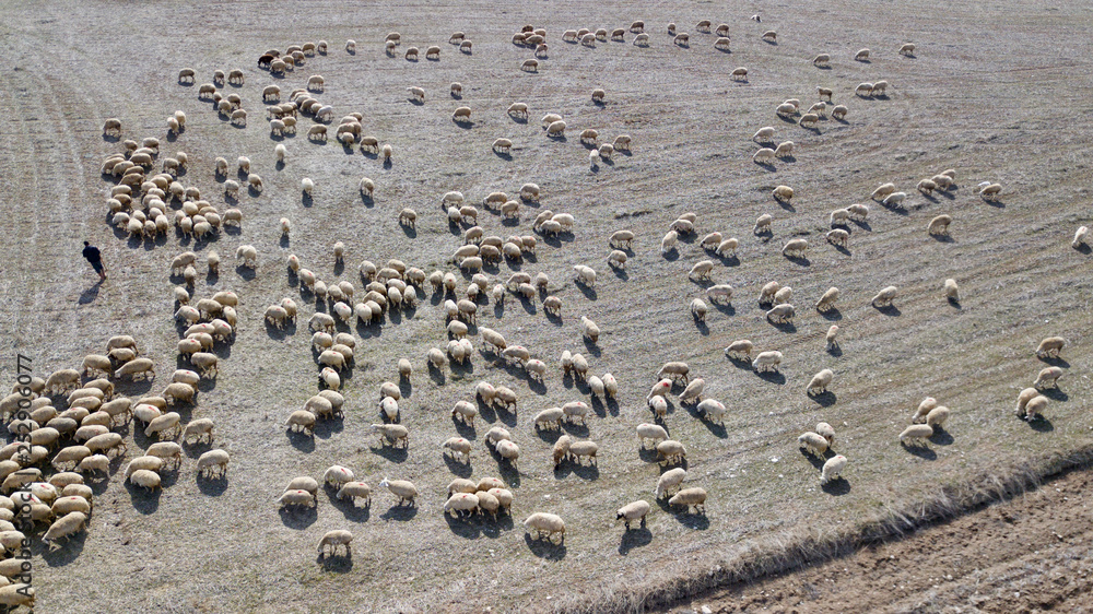Flock of sheep in the field Flock of sheep in the field