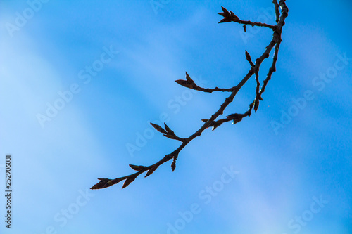 A branch of a tree with buds on a background of blue sky in spring.