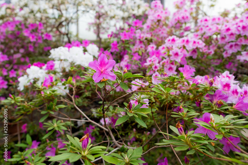 Azalea  Rhododendron  flowers. Spring landscape. Beautiful fresh bouquet of flowers.  Botanical garden. Summer mood. 