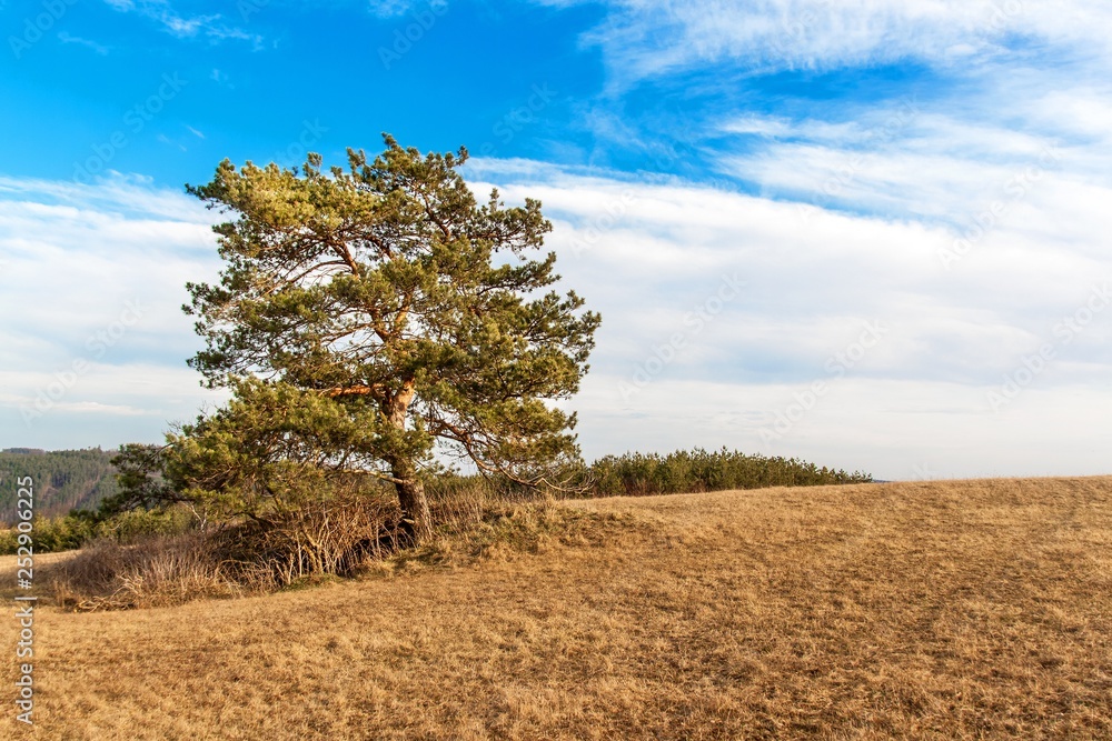 Obraz premium Solitary pine in the foreground of a large field with dried grass on the edge of a forest. Sunny March in the Czech Landscape. Beginning of spring.