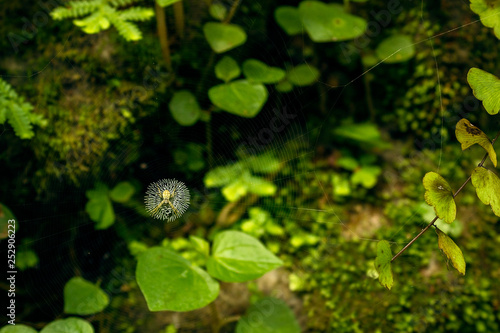 Spider with Invisible Web.