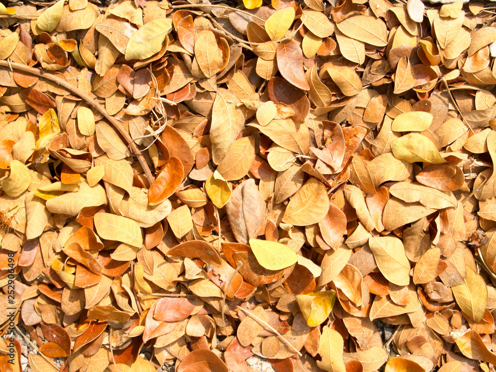 backgrounds images with Surface filled with dry leaves backgrounds images with Surface filled with dry leaves