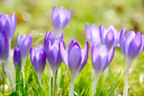 Frühling -  lila Krokusse -...