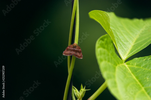 Inset resting in a plant string.