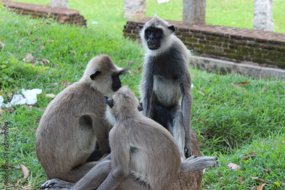 Fototapeta premium Langur, Sri Lanka