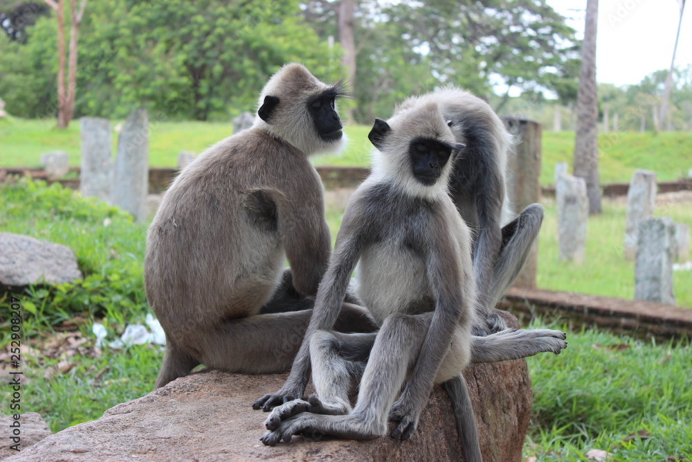 Fototapeta premium Langur, Sri Lanka