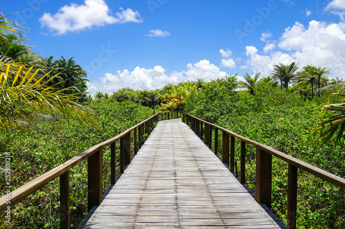 Fototapeta Naklejka Na Ścianę i Meble -  Perspective of wood bridge in deep tropical forest. Wooden bridge walkway in rain forest supporting lush ferns and palms trees during hot sunny summer. Praia do