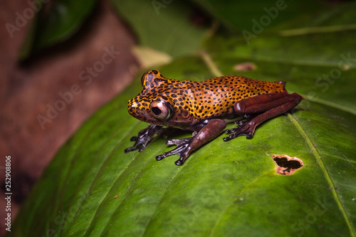 tropical tree frog Hypsiboas geographicus, an exotic amphibian animal from the jungles of Colombia, Peru Brazil Ecuador and Bolivia