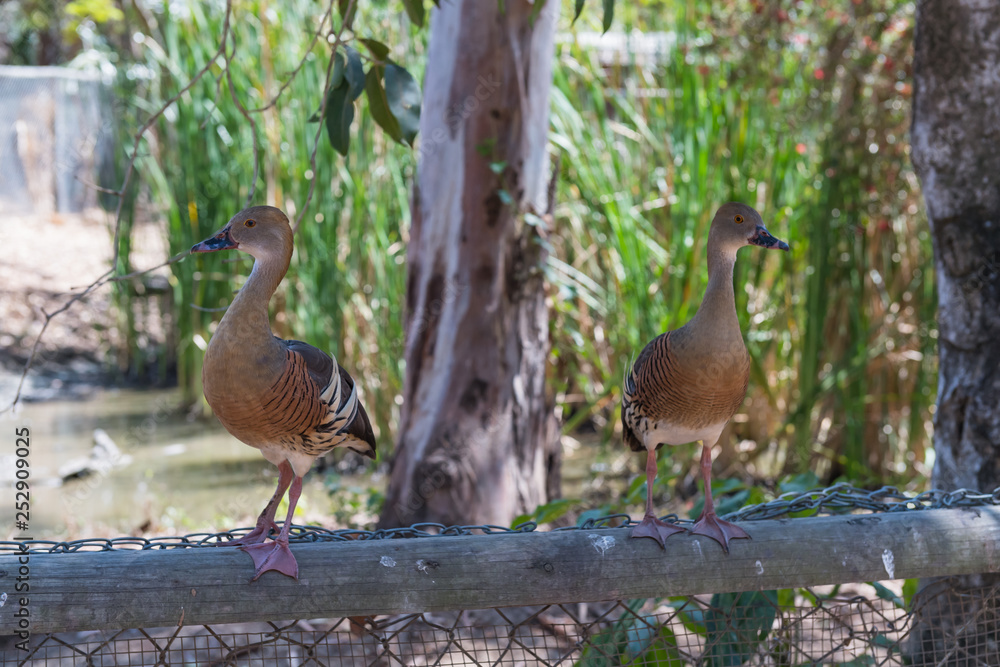 Enten sitzen gespannt auf einem Holzzaun Enten sitzen gespannt auf einem Holzzaun