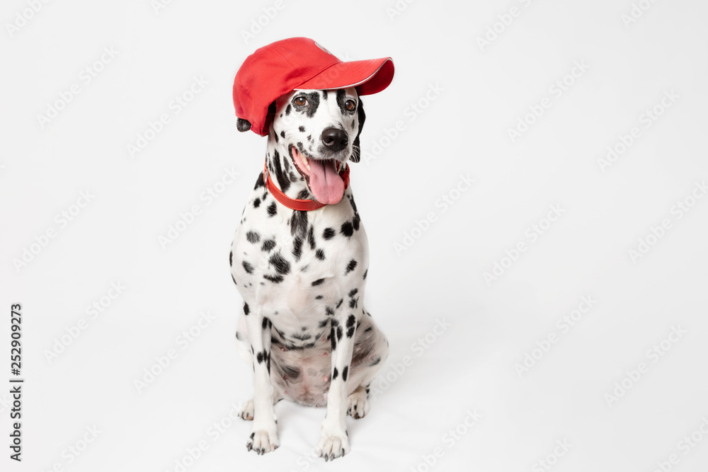 Happy dalmatian dog in a red baseball cap and in a red collar sitting in front of a white background. Dog with tongue out. Place for text