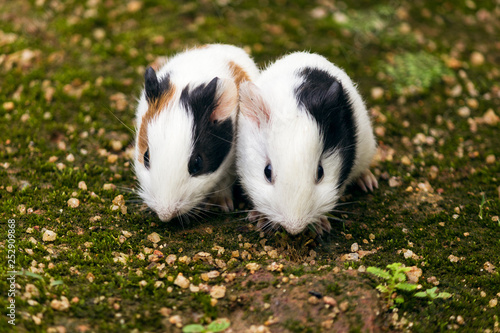 Twin  guinea pigs
