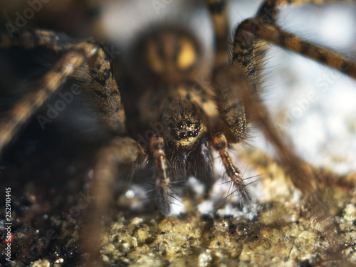 Detailed Spider Eyes macro © HAOS