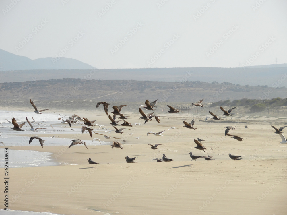 Flock of Seagulls taking flight