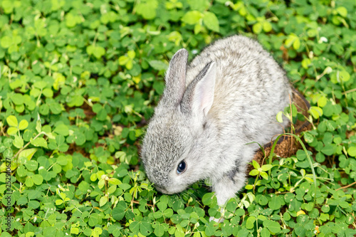 baby rabbit go freedom