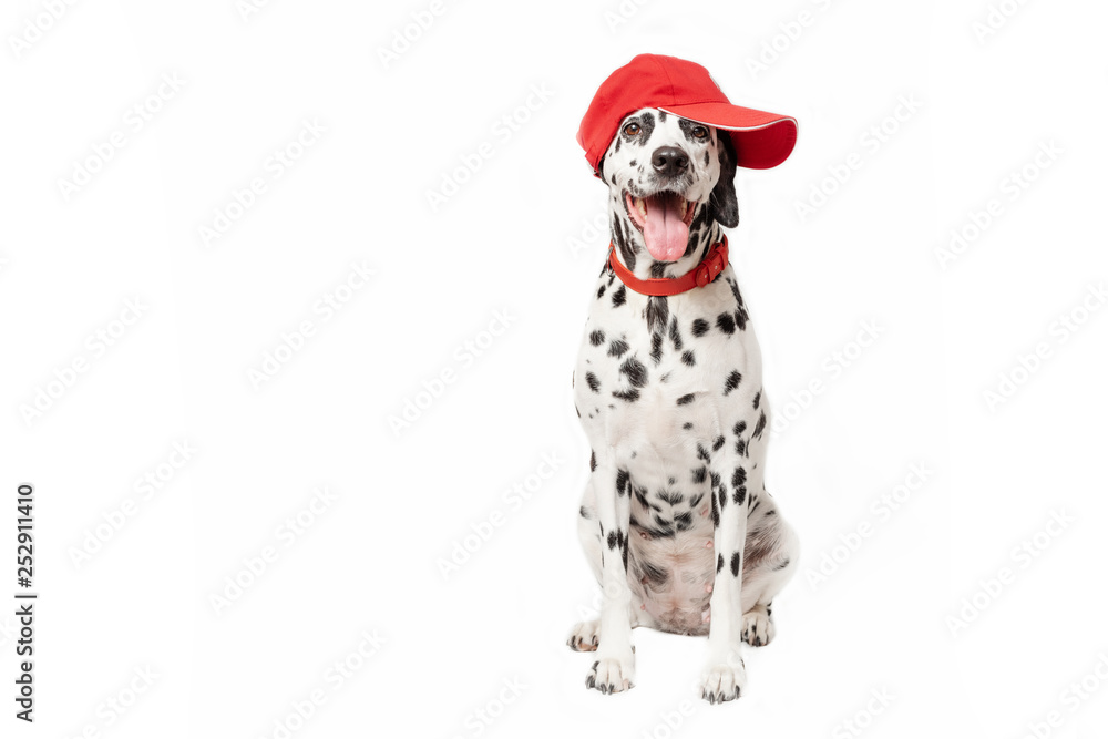 Happy dalmatian dog in a red baseball cap and in a red collar sitting in front of a white background. Dog with tongue out. Place for text Happy dalmatian dog in a red baseball cap and in a red collar sitting in front of a white background. Dog with tongue out. Place for text