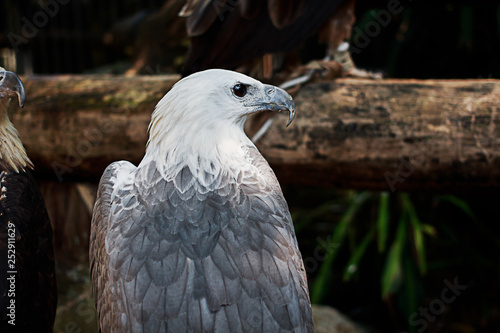 Beautiful Eagles in Phuket Thailand