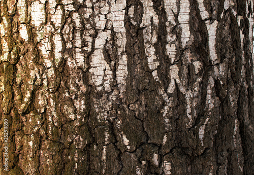 Fototapeta Naklejka Na Ścianę i Meble -  The texture of the old birch bark