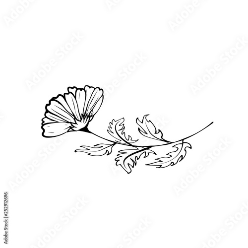 Hand drawing of a flower