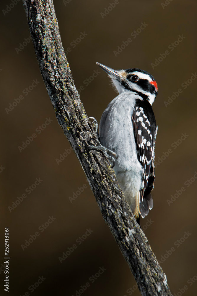 Nice photo of a Male Hairy Woodpecker (Leuconotopicus villosus) isolated on a dark background perched on a tree branch. Nice photo of a Male Hairy Woodpecker (Leuconotopicus villosus) isolated on a dark background perched on a tree branch.