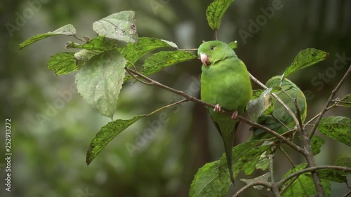 Plain Parakeet (Brotogeris tirica) grooming and scratching on tree branch
