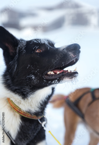 A beautiful portrait of a sled dog, alsakan husky during the sled dog race in Norway. Closeup of a happy sled pulling dog. photo