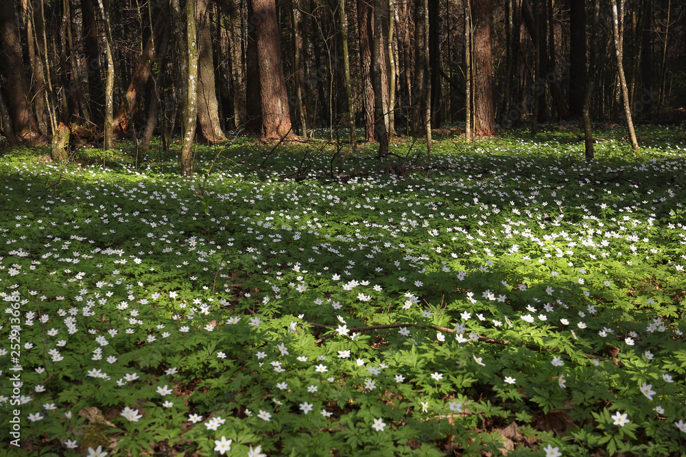 Obraz premium blooming glades of the first spring white flowers in the forest
