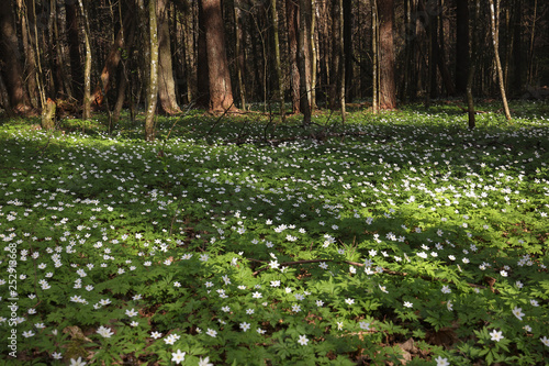 blooming glades of the first spring white flowers in the forest