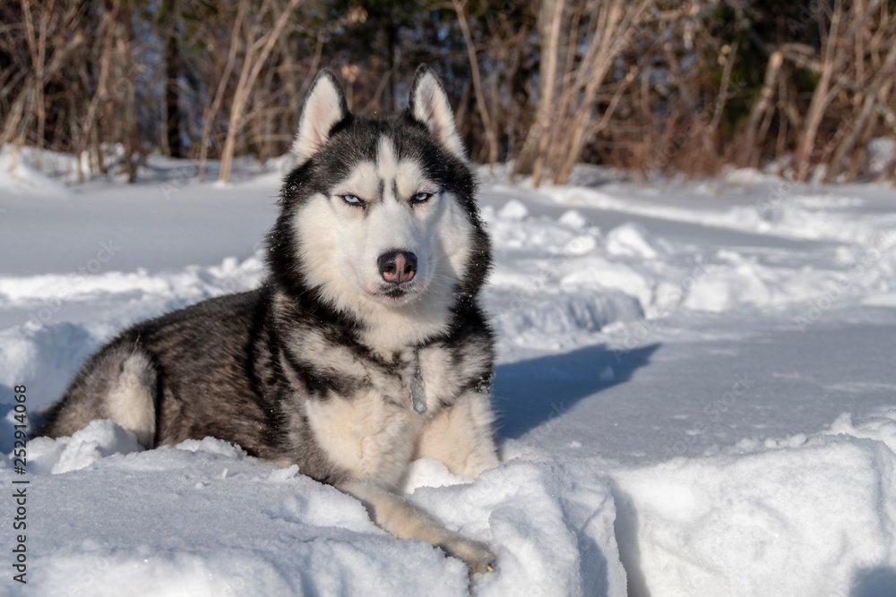 Siberian Husky dog lie on snow.