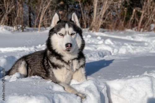 Siberian Husky dog lie on snow. © Konstantin