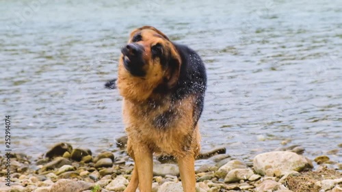 German Shepherd dog shakes water off