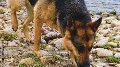 Tracking german shepherd dog