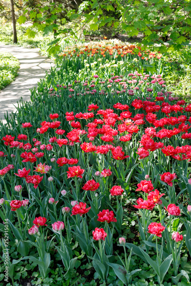 paths with benches in a beautiful Park, where you can relax among the flowering trees and meadows with tulips on a Sunny spring day