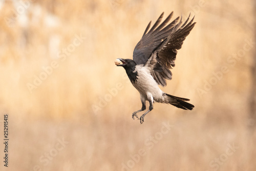 Gray crow in flight. She has a walnut in her beak. Feathers are nicely spread. © gelectrode