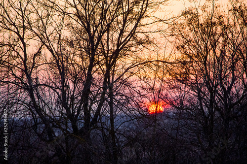 Sunset in the countryside. Silhouettes of trees on the background of the evening sky_