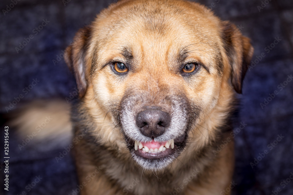 Dog shows  teeth, portrait closeup. Dangerous dog_