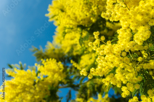 flores de mimosas en primer plano