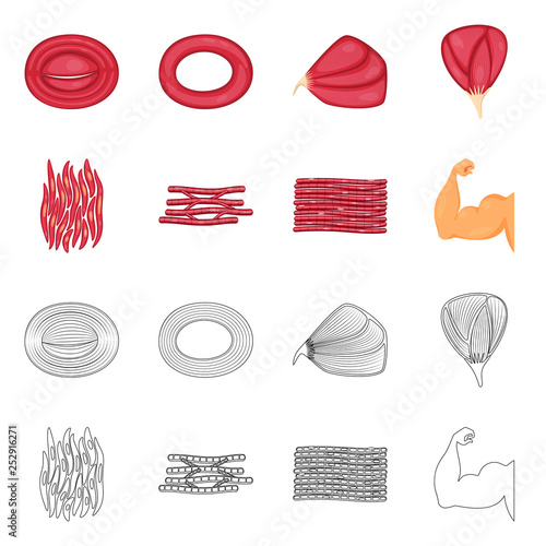 Vector design of fiber and muscular logo. Collection of fiber and body  stock symbol for web.