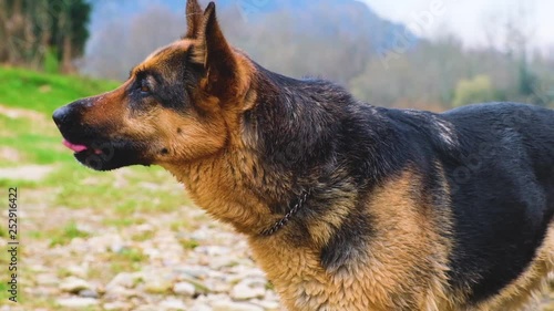 German Shepherd dog shakes water off